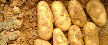 farida growing advice libya