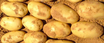 panamera growing advice