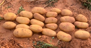 Jelly and Donata growing season Libya 2021