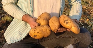 New in the market: Jelly &amp; Donata